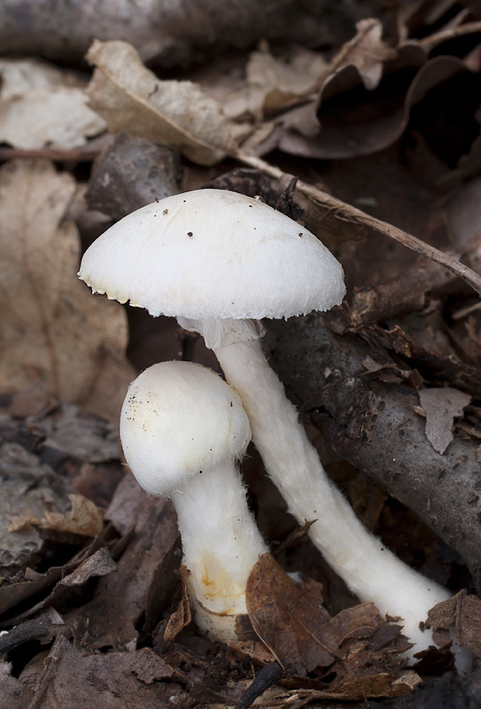 Agaricus comtulus